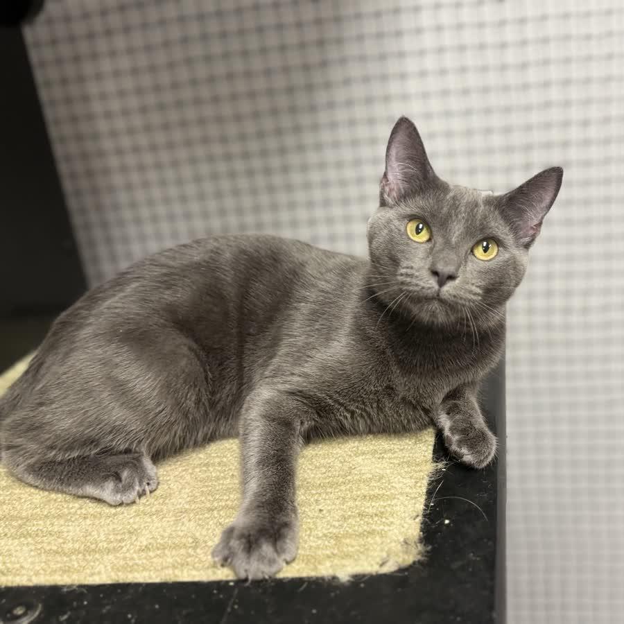 Ophelia, Adoptable, Kitten Female Domestic Short Hair.