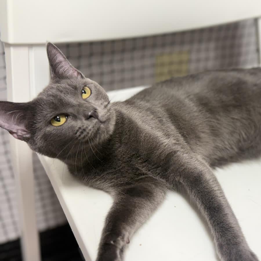 Ophelia, a Adoptable Domestic Short Hair in Ridgely, MD image 2/6