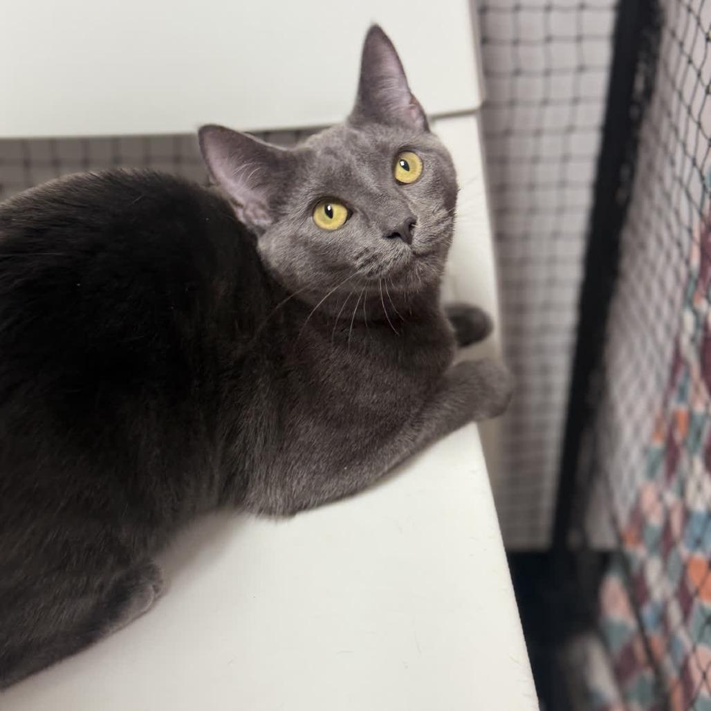 Ophelia, a Adoptable Domestic Short Hair in Ridgely, MD image 4/6