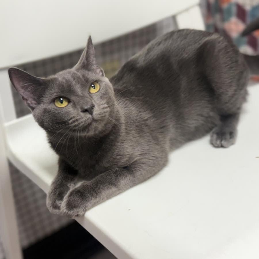 Ophelia, a Adoptable Domestic Short Hair in Ridgely, MD image 6/6