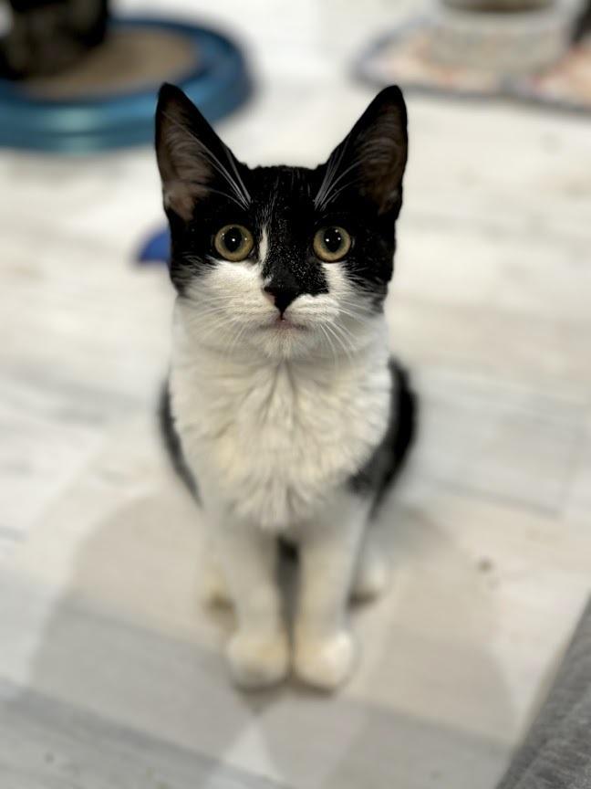 Enlarge Phoebe, a Adoptable Domestic Short Hair in Lake Grove, NY image 1/1