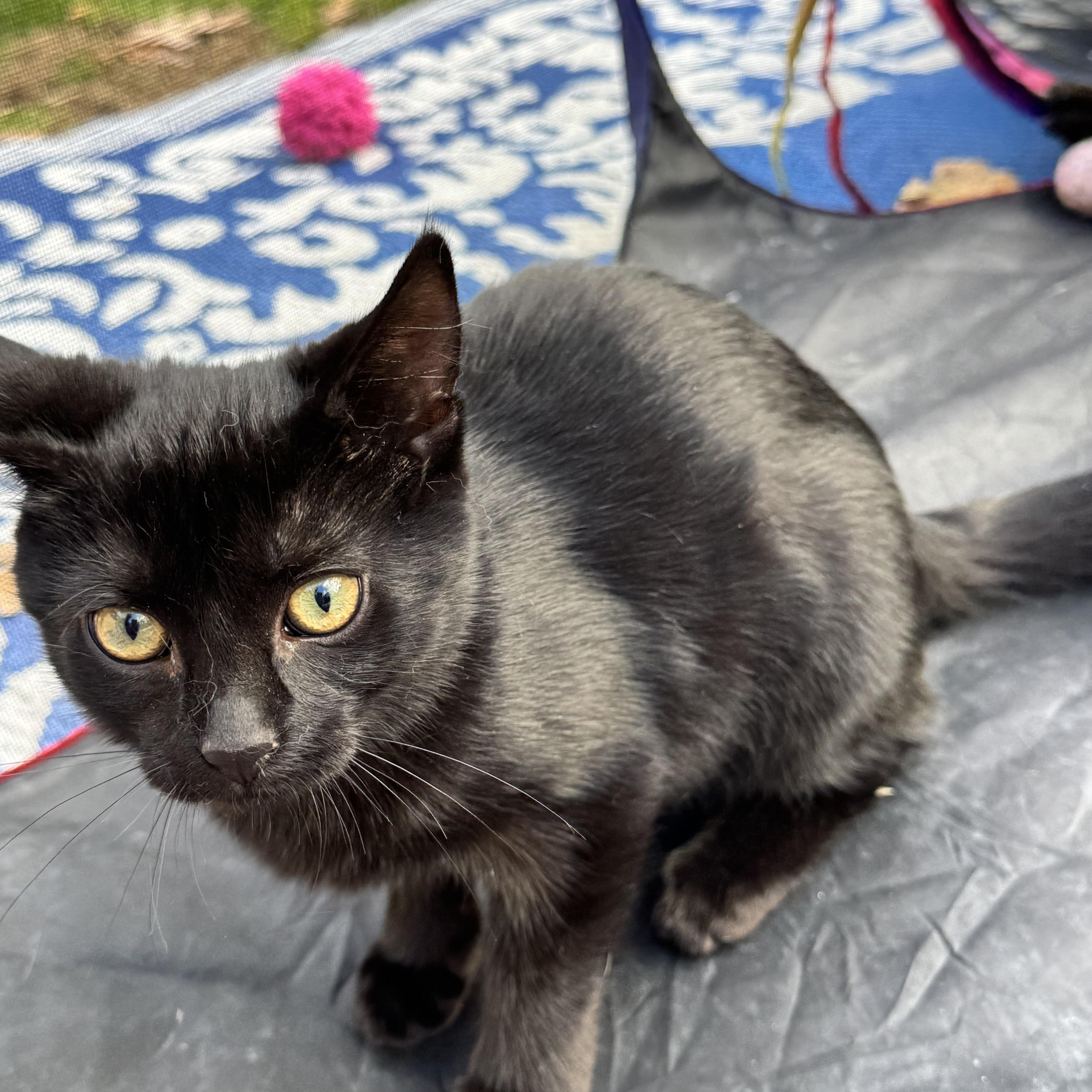 Pinky, Adoptable, Kitten Female Domestic Short Hair.
