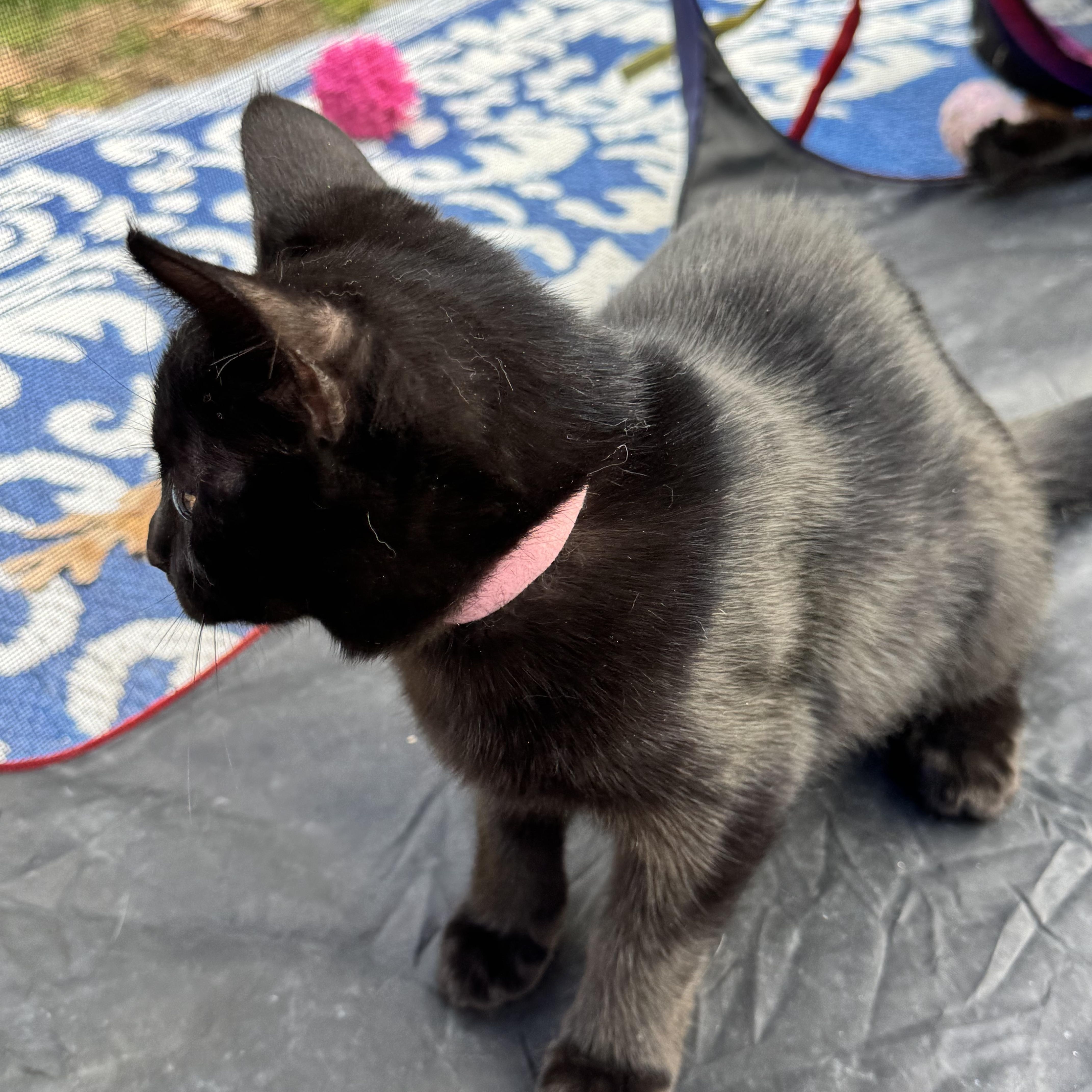 Enlarge Pinky, a Adoptable Domestic Short Hair in Asbury Park, NJ image 2/3