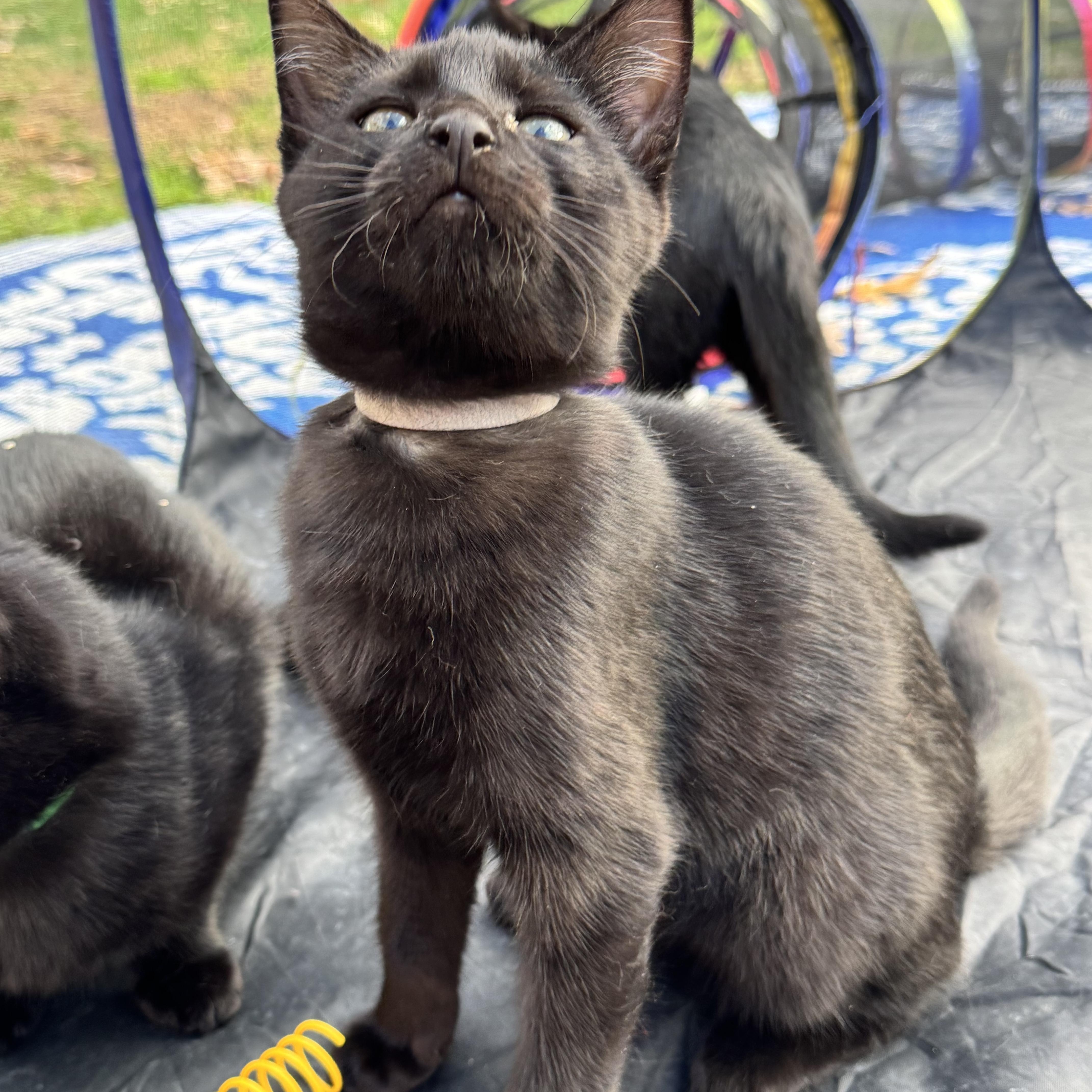 Enlarge Pinky, a Adoptable Domestic Short Hair in Asbury Park, NJ image 3/3