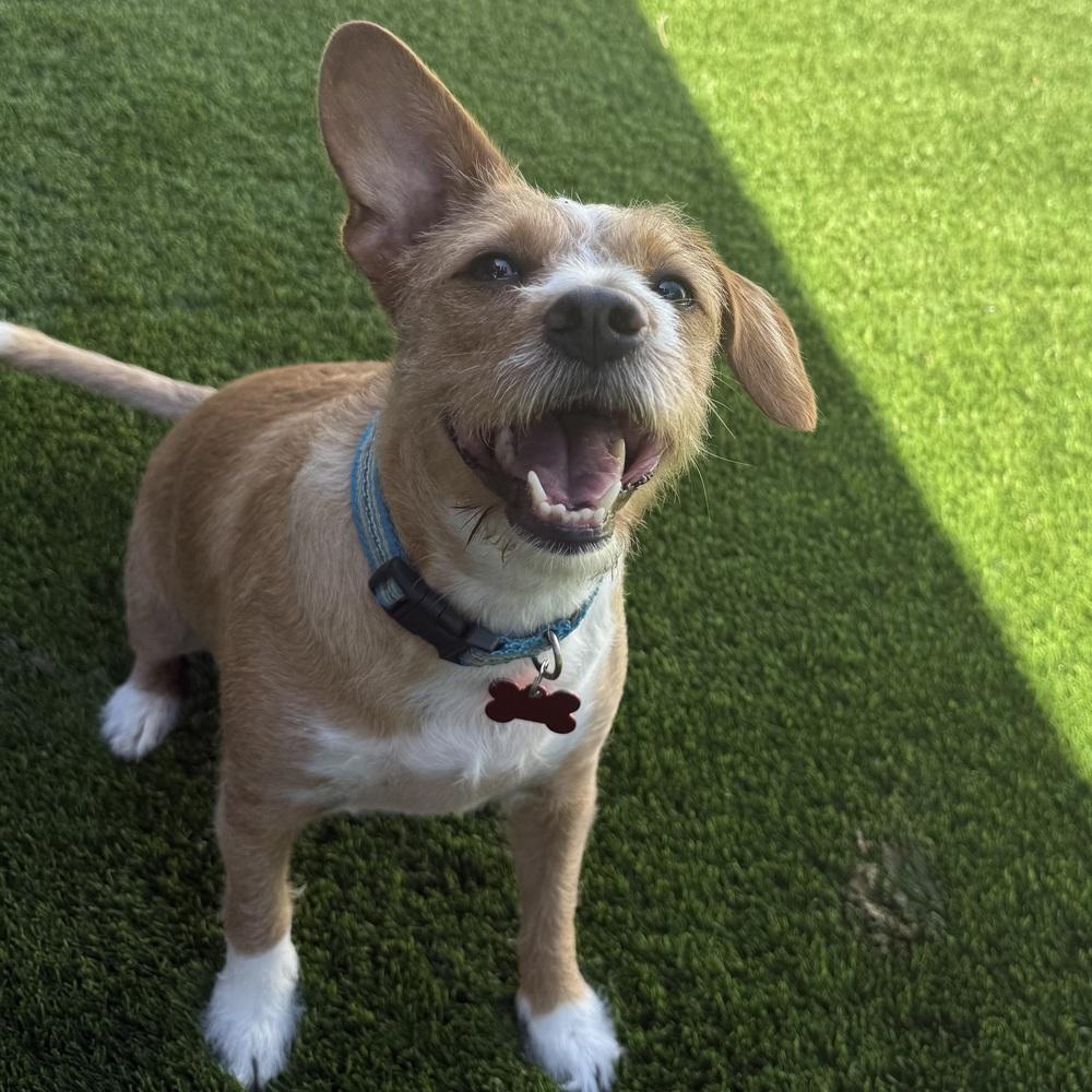 Benita, Adoptable, Young Female Terrier.