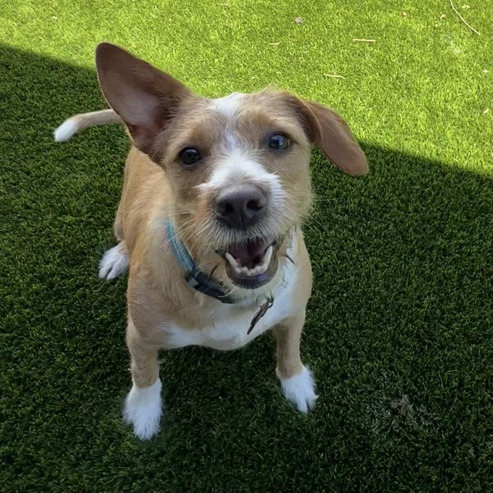 Enlarge Benita, a Adoptable mixed breed in Orlando, FL image 2/3