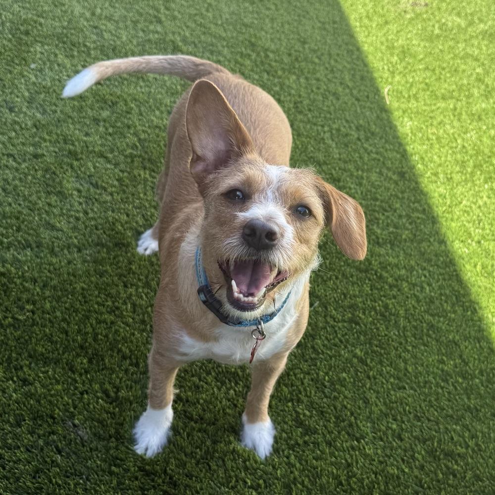 Enlarge Benita, a Adoptable mixed breed in Orlando, FL image 3/3