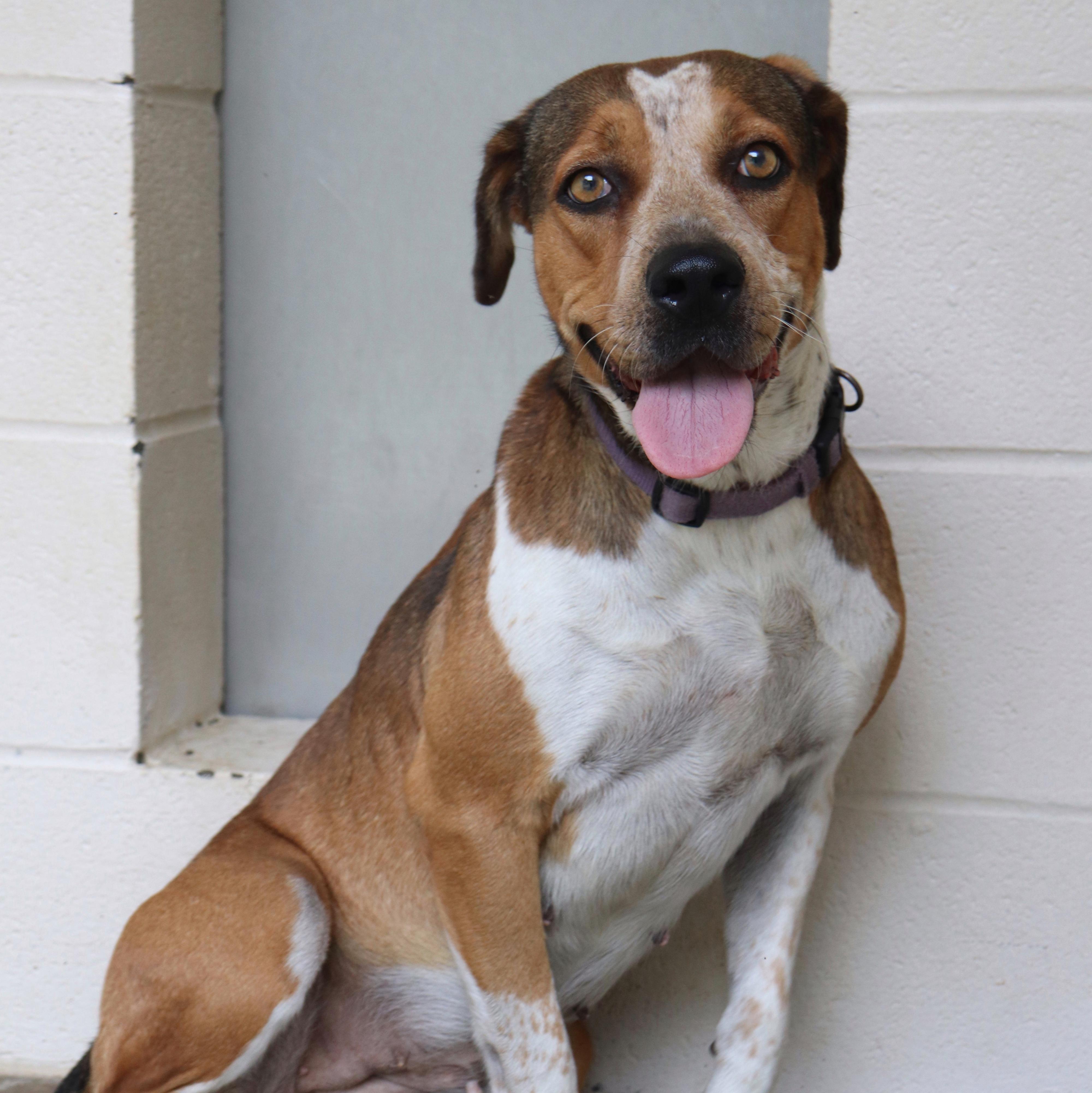 Rye, Adoptable, Adult Female Mixed Breed.