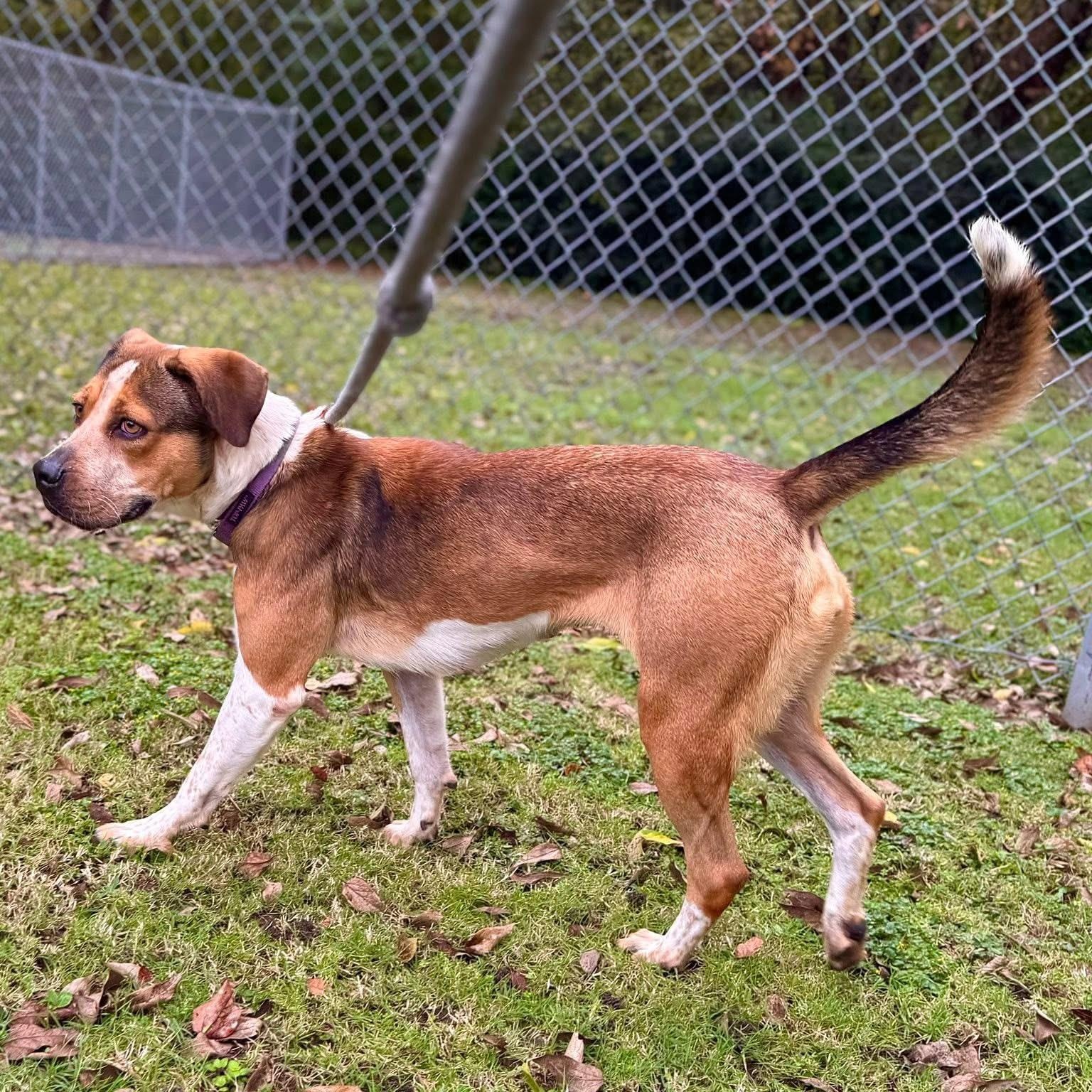 Enlarge Rye, a Adoptable Mixed Breed in Sherman, TX image 2/3