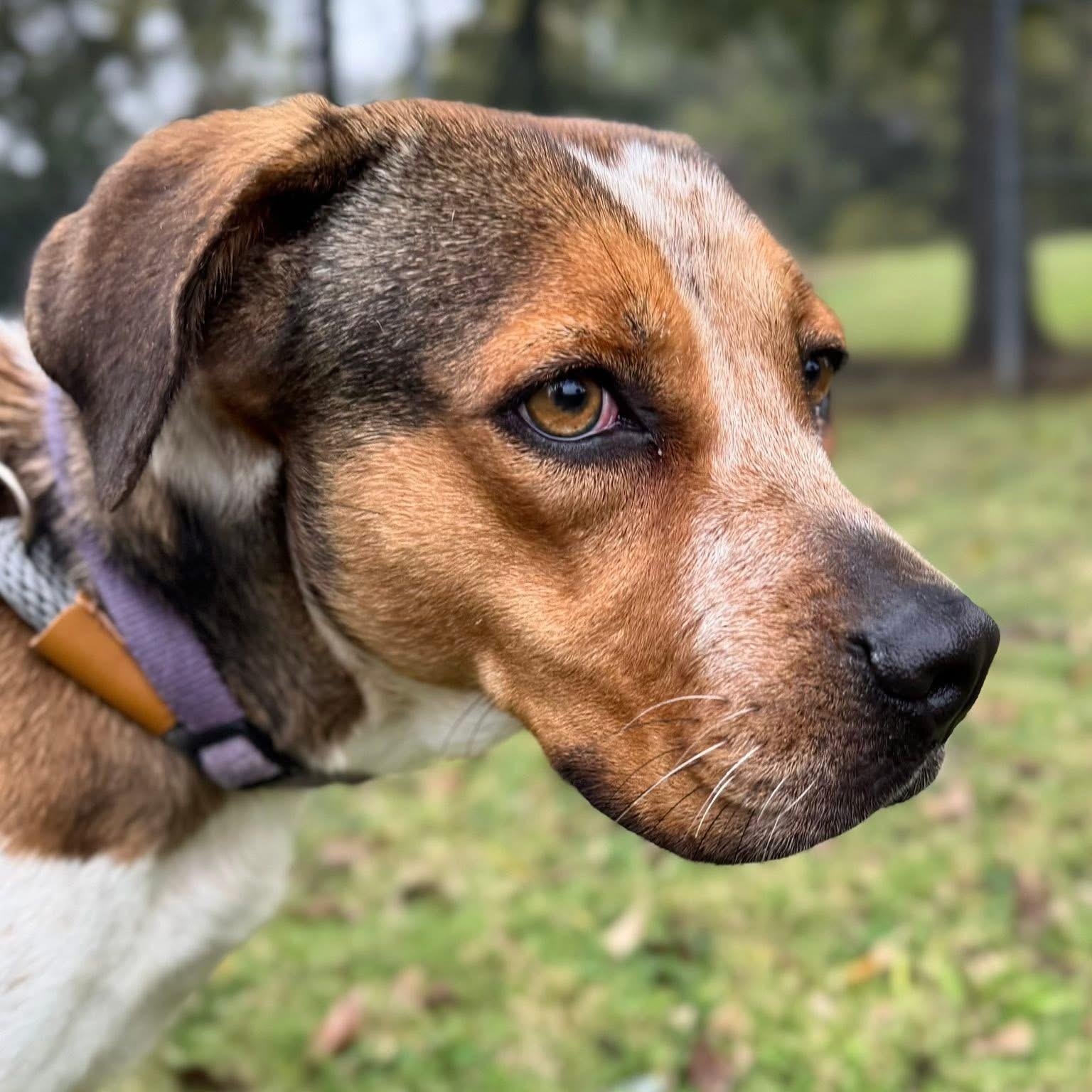 Enlarge Rye, a Adoptable Mixed Breed in Sherman, TX image 1/3