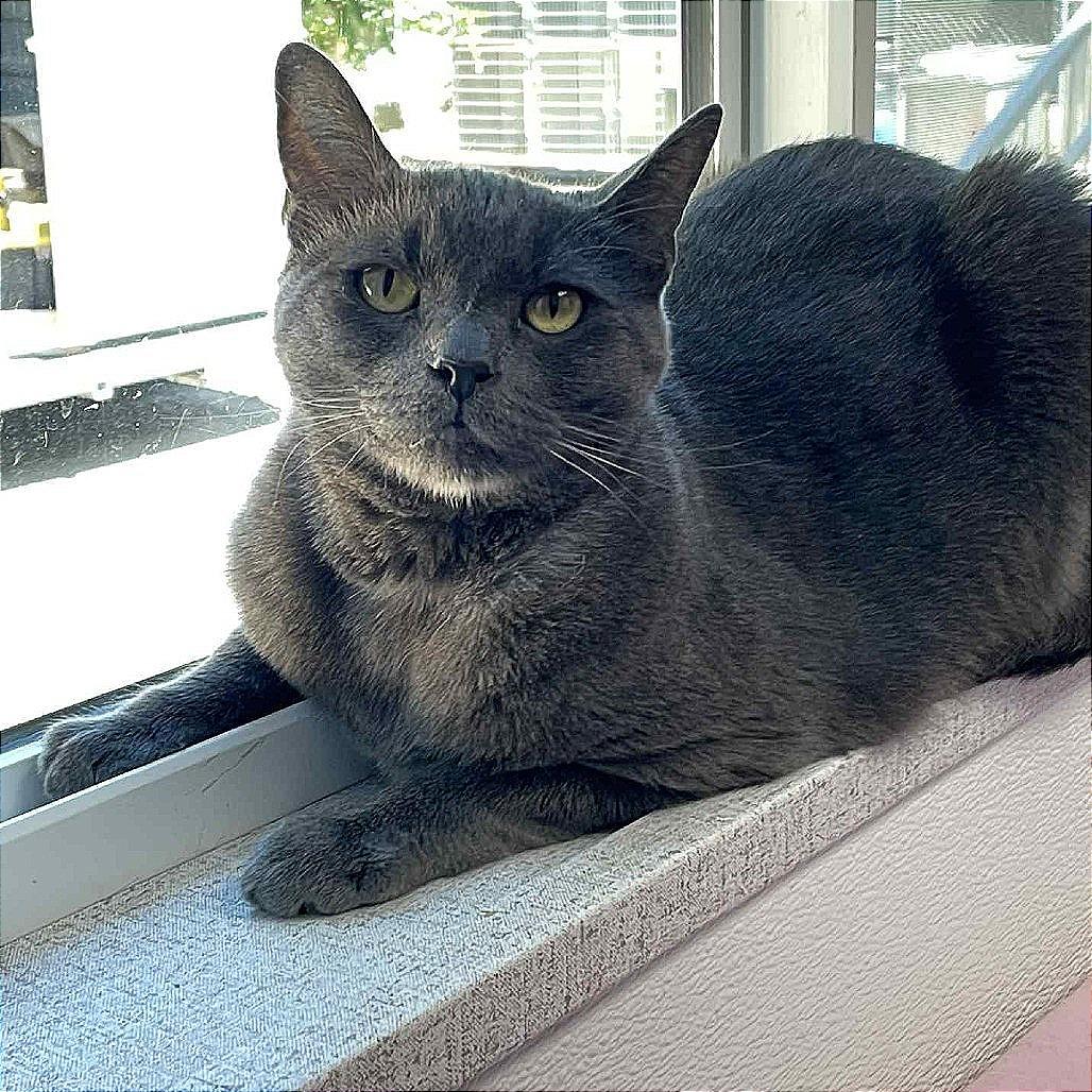 Finnegan, Adoptable, Senior Male Domestic Short Hair.