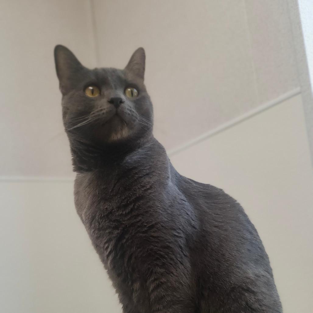 Enlarge Finnegan, a Adoptable Domestic Short Hair in St. Helena, CA image 2/4