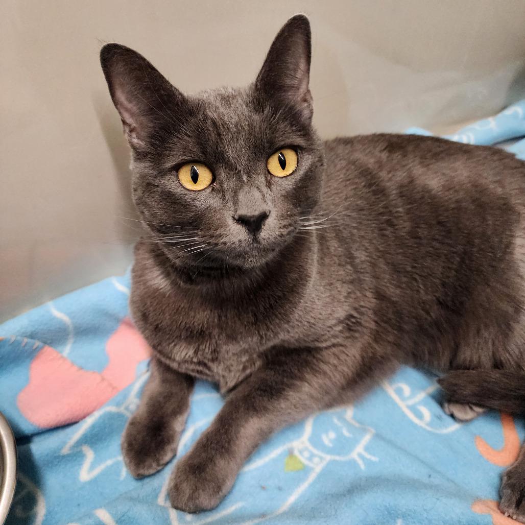 Enlarge Finnegan, a Adoptable Domestic Short Hair in St. Helena, CA image 4/4