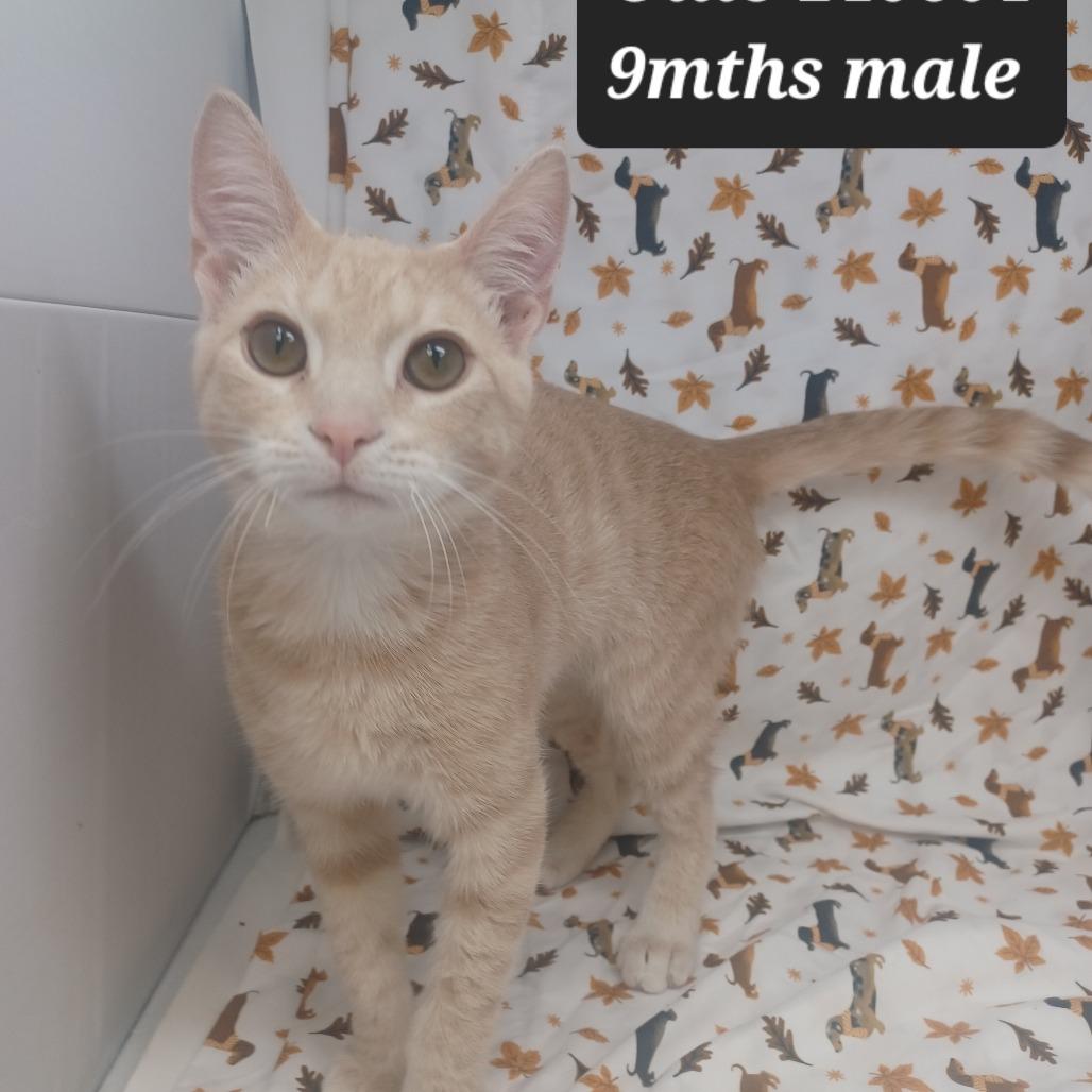 Ollie, Adoptable, Young Male Domestic Short Hair.