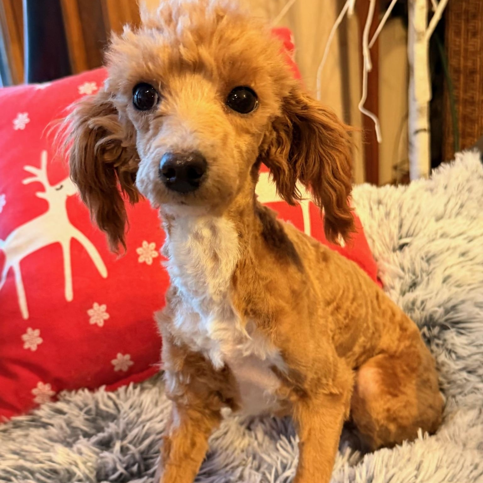 Enlarge Nico , a ADOPTABLE mixed breed in North Freedom, WI image 4/5