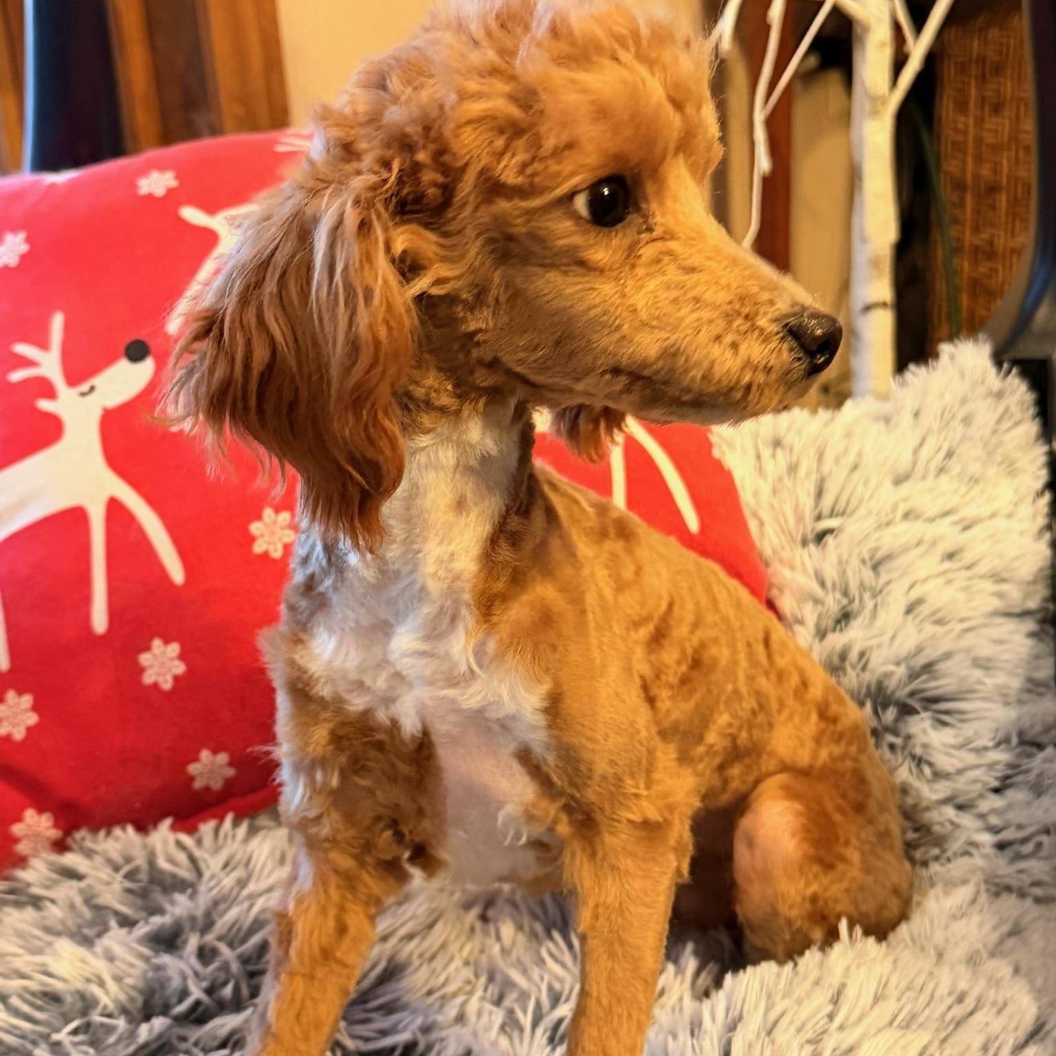 Enlarge Nico , a ADOPTABLE mixed breed in North Freedom, WI image 3/5