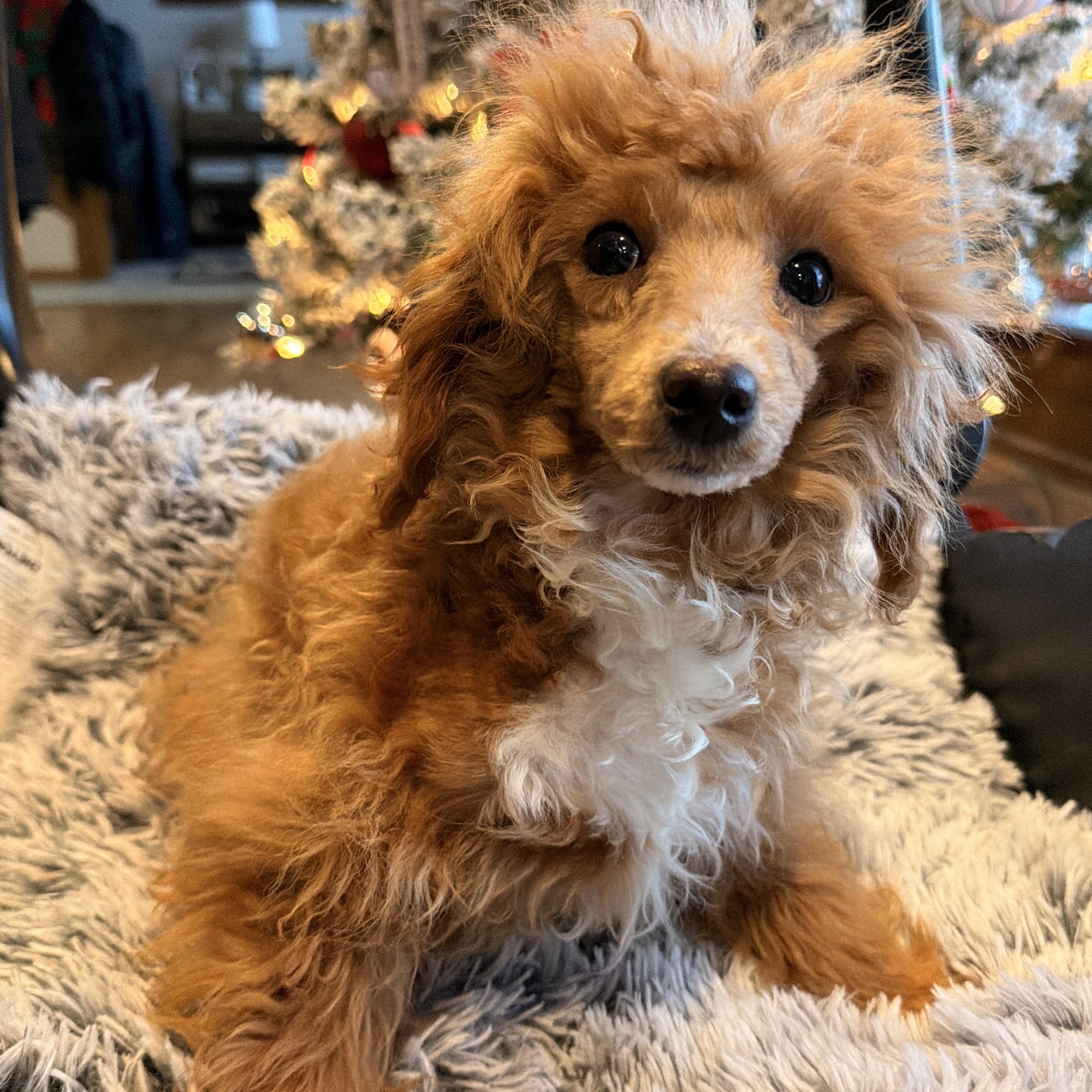 Enlarge Nico , a ADOPTABLE mixed breed in North Freedom, WI image 2/5