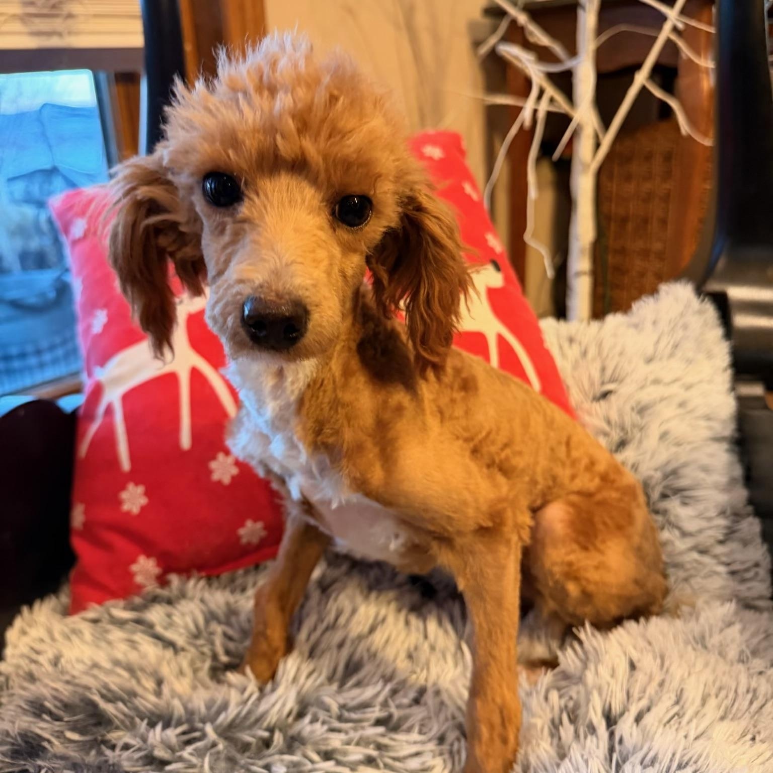 Nico , ADOPTABLE, Puppy Male Miniature Poodle & Goldendoodle.