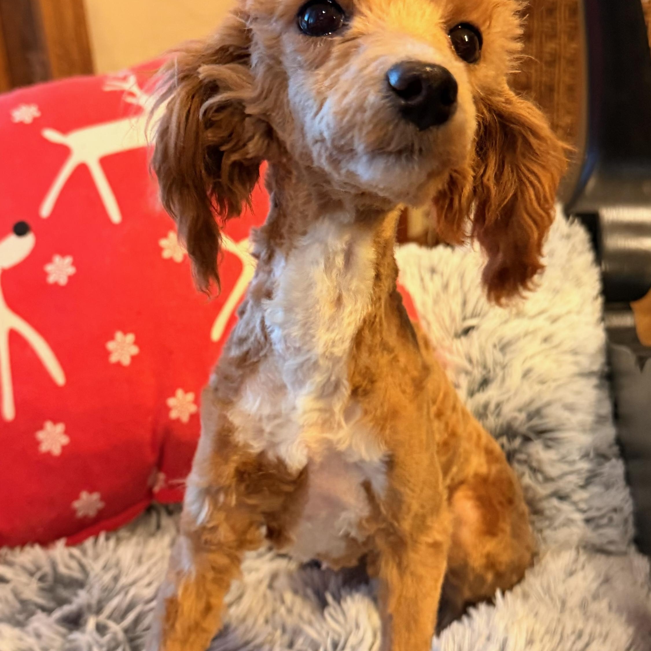 Enlarge Nico , a ADOPTABLE mixed breed in North Freedom, WI image 5/5