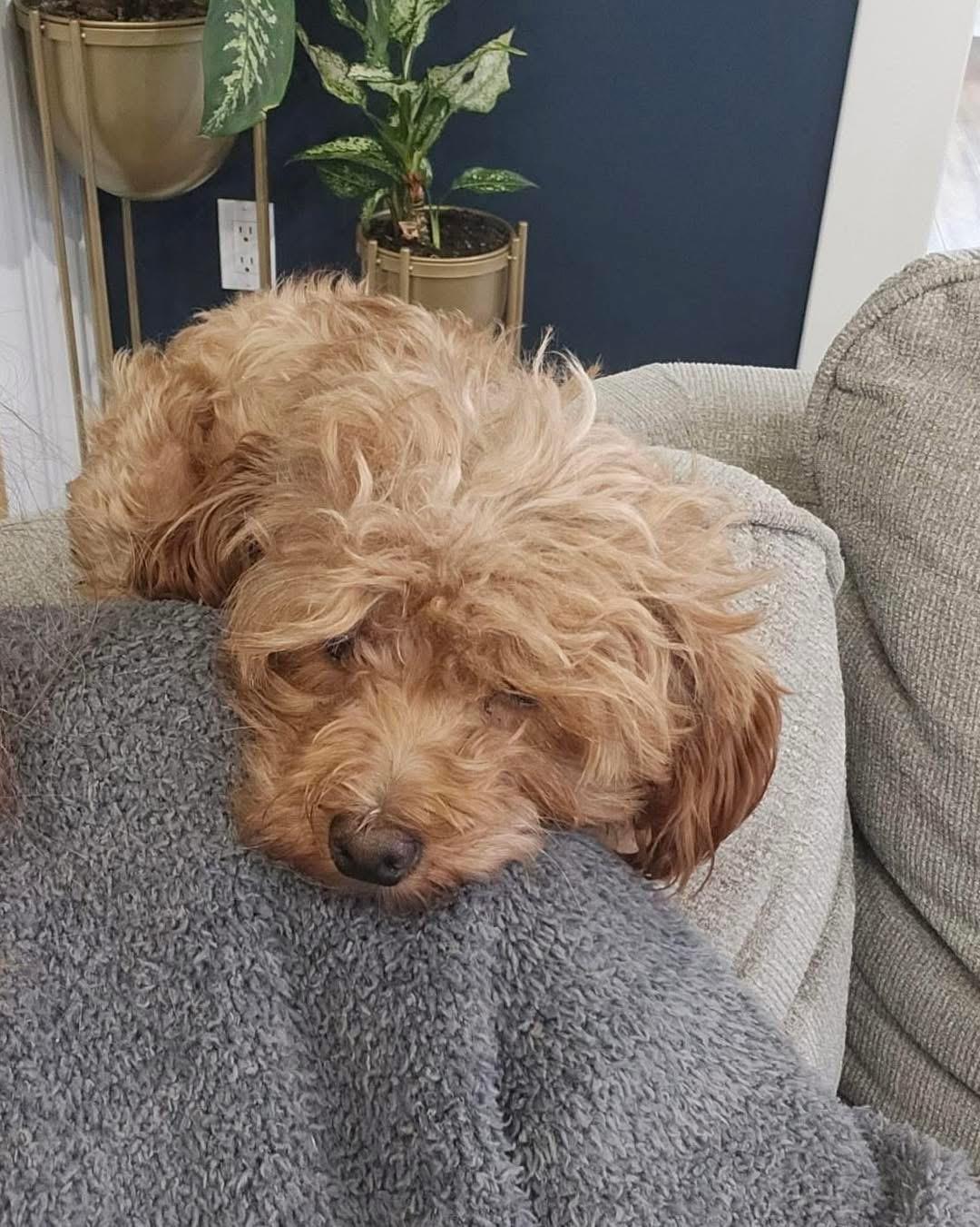 Ace, an adoptable Cockapoo in Lethbridge, AB, T1K 7V5 | Photo Image 2