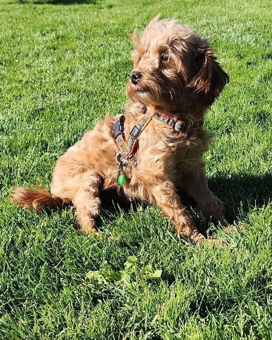 Ace, an adoptable Cockapoo in Lethbridge, AB, T1K 7V5 | Photo Image 3