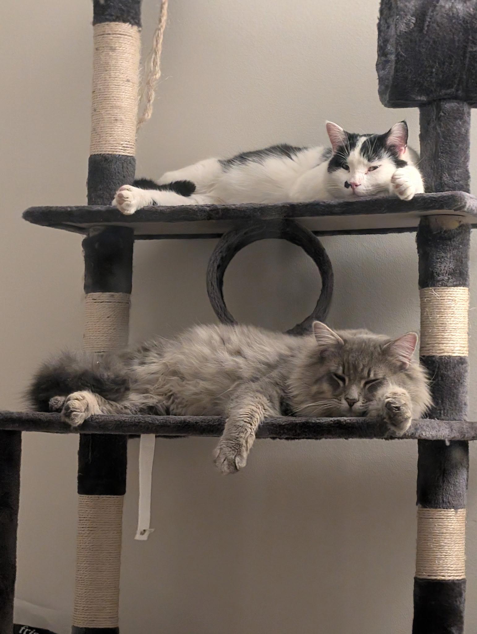 Enlarge Mochi, an adopted Domestic Long Hair in New Albany, OH image 2/3