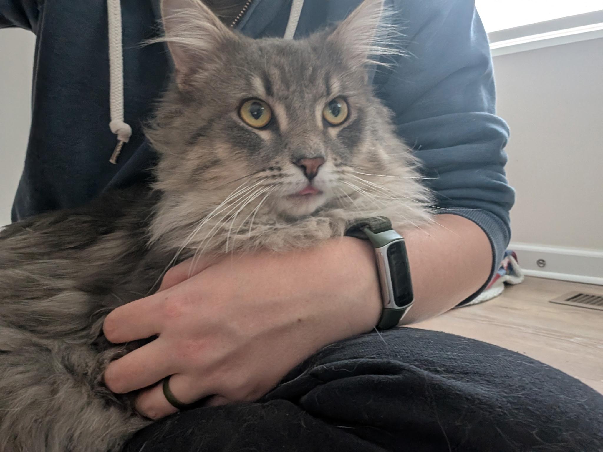 Mochi, adopted, Adult Male Domestic Long Hair.