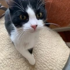 William, Adoptable, Kitten Male Domestic Short Hair.