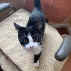 Enlarge William, a Adoptable Domestic Short Hair in West Bloomfield, MI image 2/3