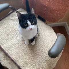 Enlarge William, a Adoptable Domestic Short Hair in West Bloomfield, MI image 3/3