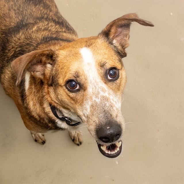 LADY MAE, Adoptable, Adult Female Australian Cattle Dog / Blue Heeler & Mixed Breed.