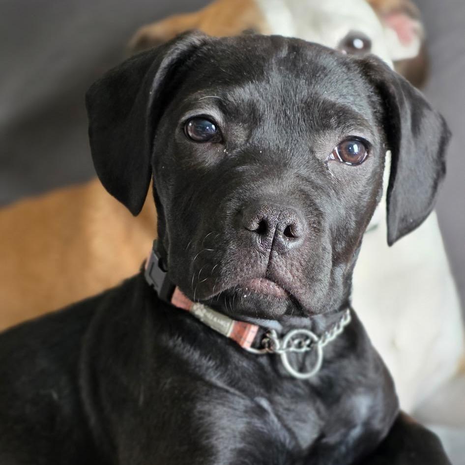 Blair, Adoptable, Puppy Female American Staffordshire Terrier & Mixed Breed.