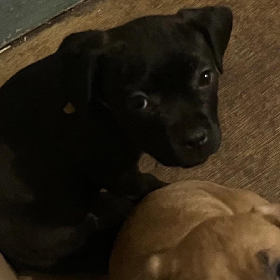 Enlarge Blair, a Adoptable mixed breed in Monroe, MI image 2/5