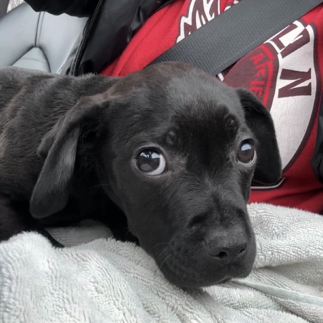 Enlarge Blair, a Adoptable mixed breed in Monroe, MI image 3/5