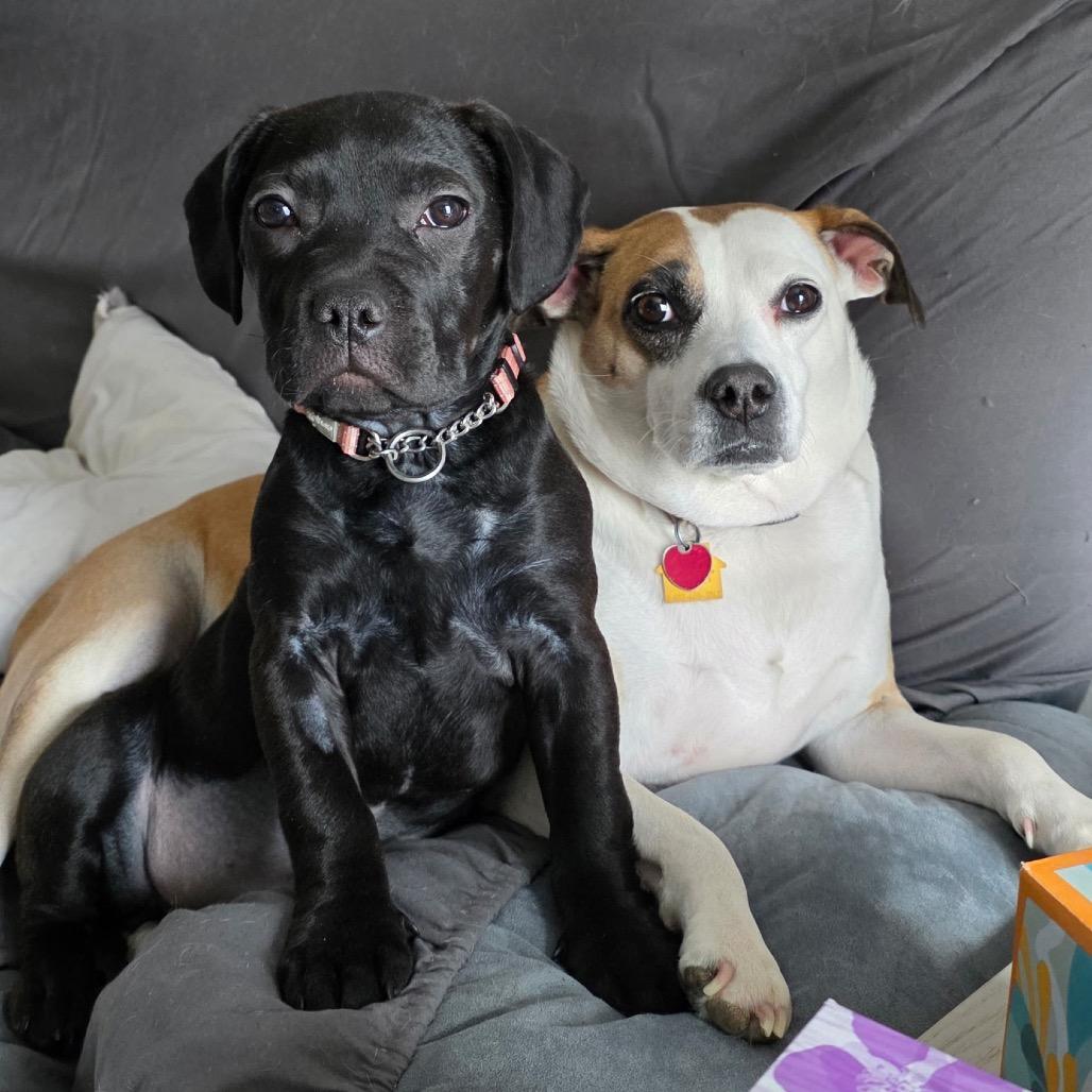 Enlarge Blair, a Adoptable mixed breed in Monroe, MI image 4/5