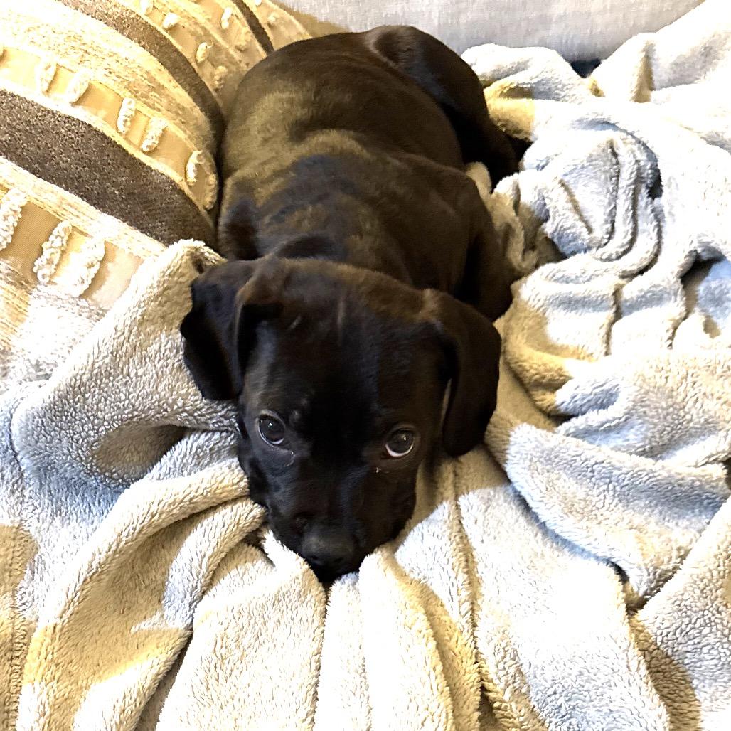 Enlarge Blair, a Adoptable mixed breed in Monroe, MI image 5/5