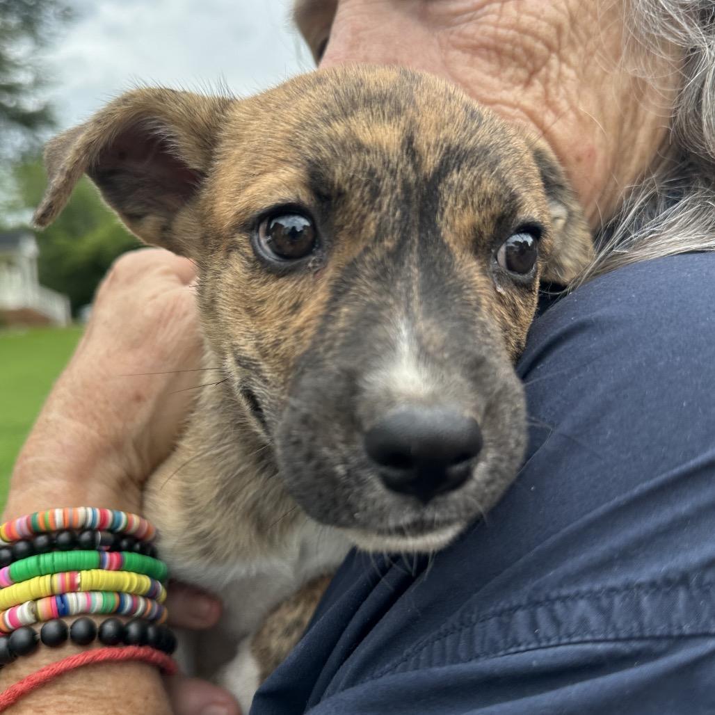 Calypso, a ADOPTABLE mixed breed in Richmond, VA image 2/2