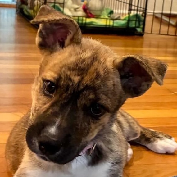 Calypso, ADOPTABLE, Puppy Female Husky & Mixed Breed.