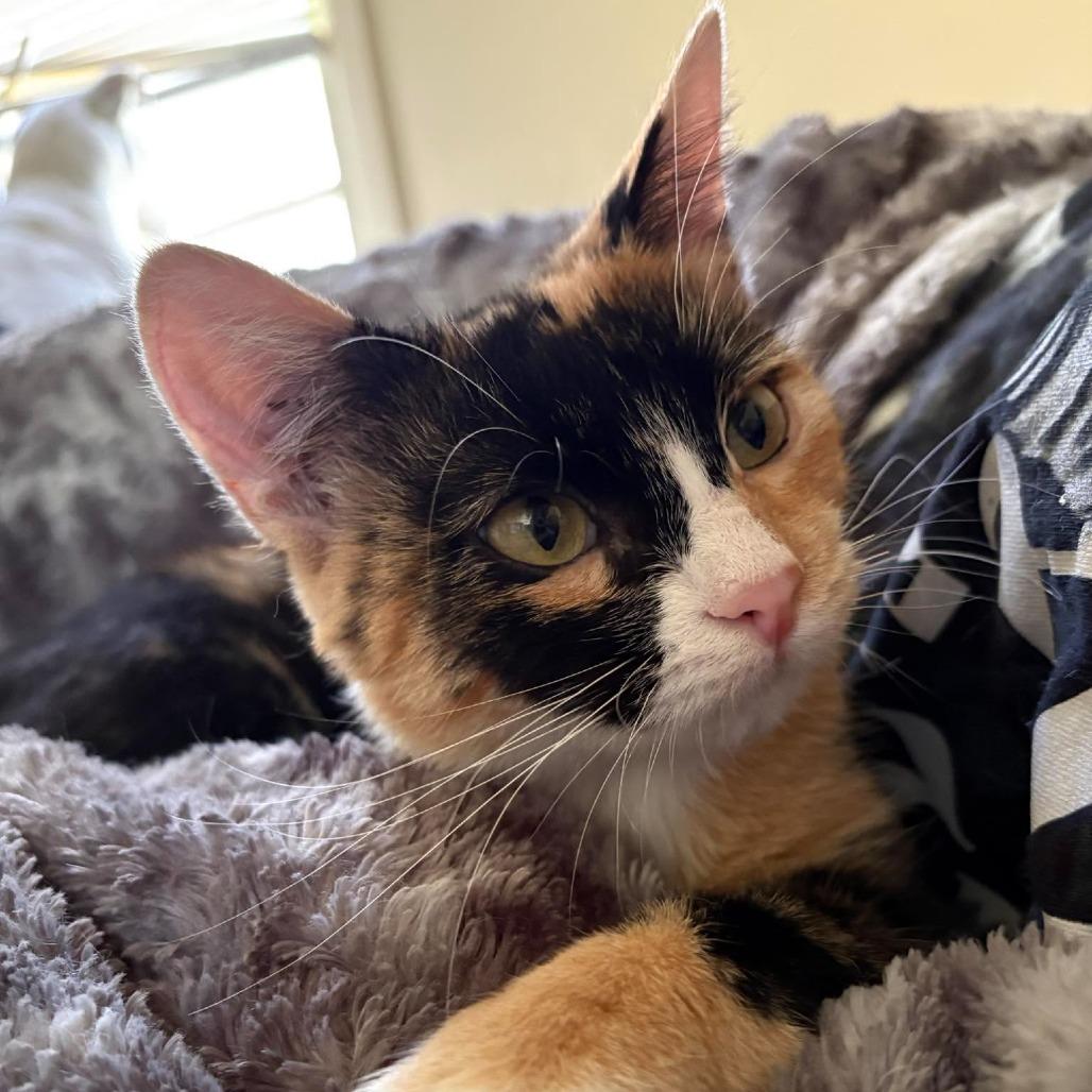 Enlarge Stella 2331, a Adoptable Domestic Short Hair in Kansas City, MO image 1/6