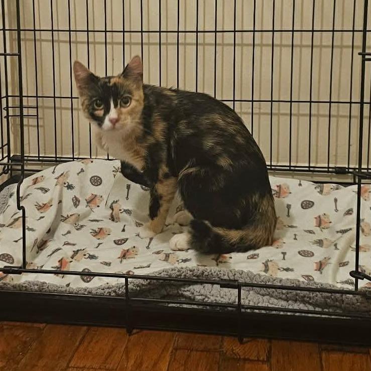 Enlarge Stella 2331, a Adoptable Domestic Short Hair in Kansas City, MO image 2/6