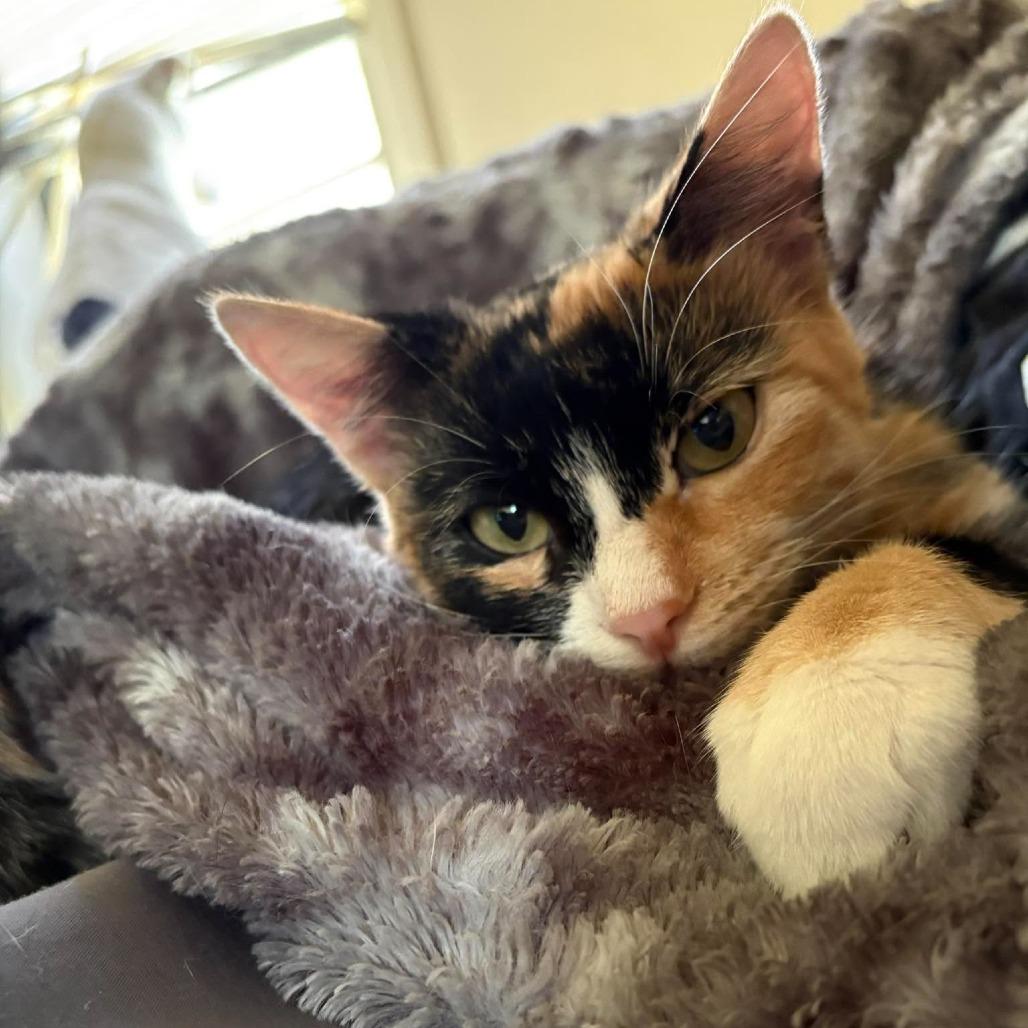 Enlarge Stella 2331, a Adoptable Domestic Short Hair in Kansas City, MO image 3/6