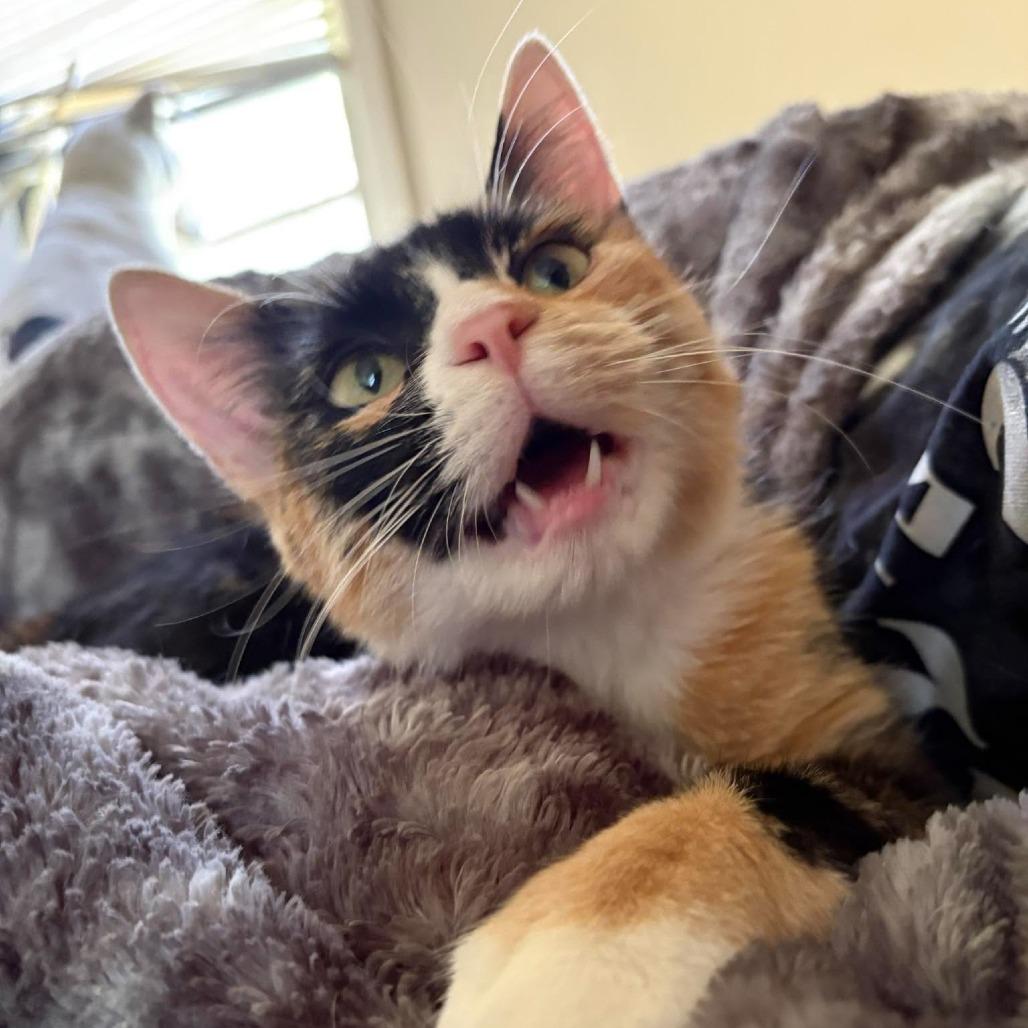 Enlarge Stella 2331, a Adoptable Domestic Short Hair in Kansas City, MO image 4/6