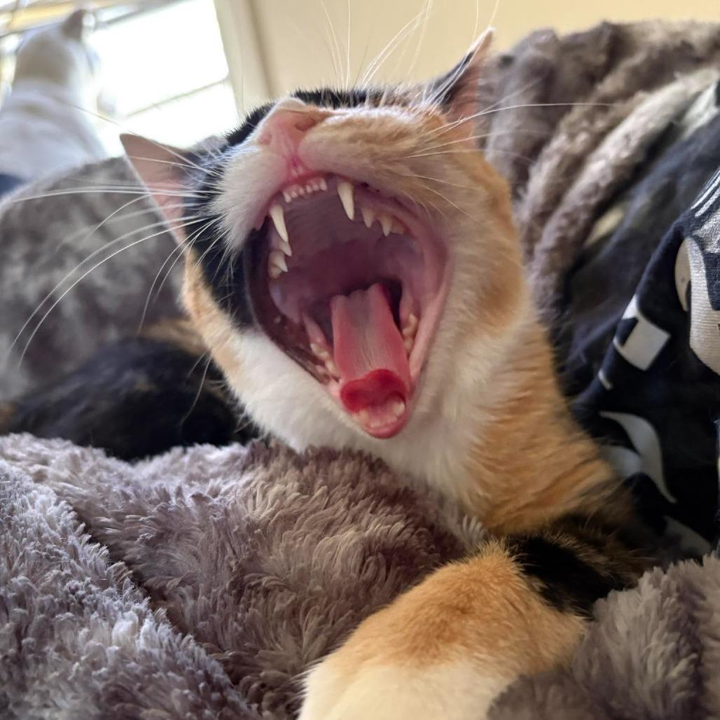Enlarge Stella 2331, a Adoptable Domestic Short Hair in Kansas City, MO image 5/6