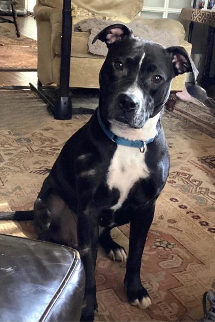 Barbara, a Adoptable Mixed Breed in Chamblee, GA image 2/3