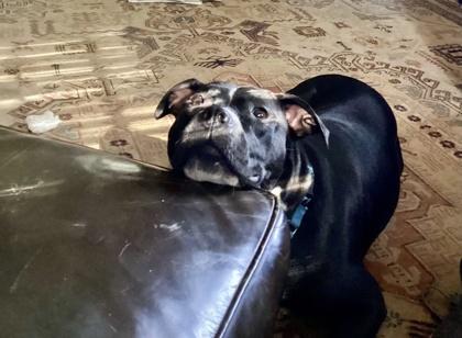 Enlarge Barbara - IN FOSTER, a Adoptable Mixed Breed in Chamblee, GA image 2/3