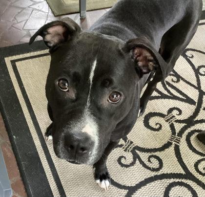 Enlarge Barbara - IN FOSTER, a Adoptable Mixed Breed in Chamblee, GA image 3/3