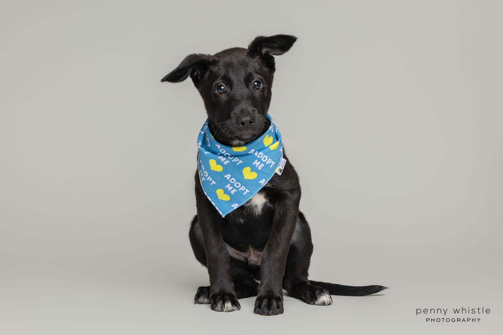 Smore, a Adoptable mixed breed in Coppell, TX image 3/4
