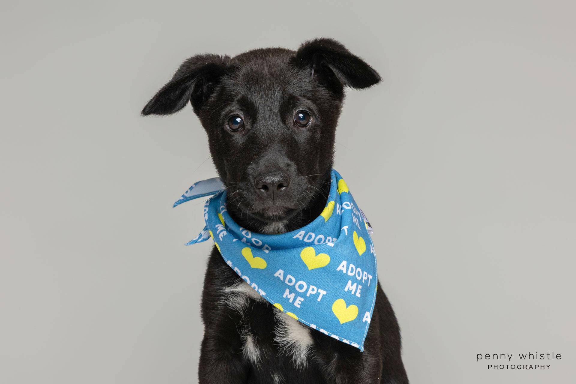 Smore, a Adoptable mixed breed in Coppell, TX image 2/4