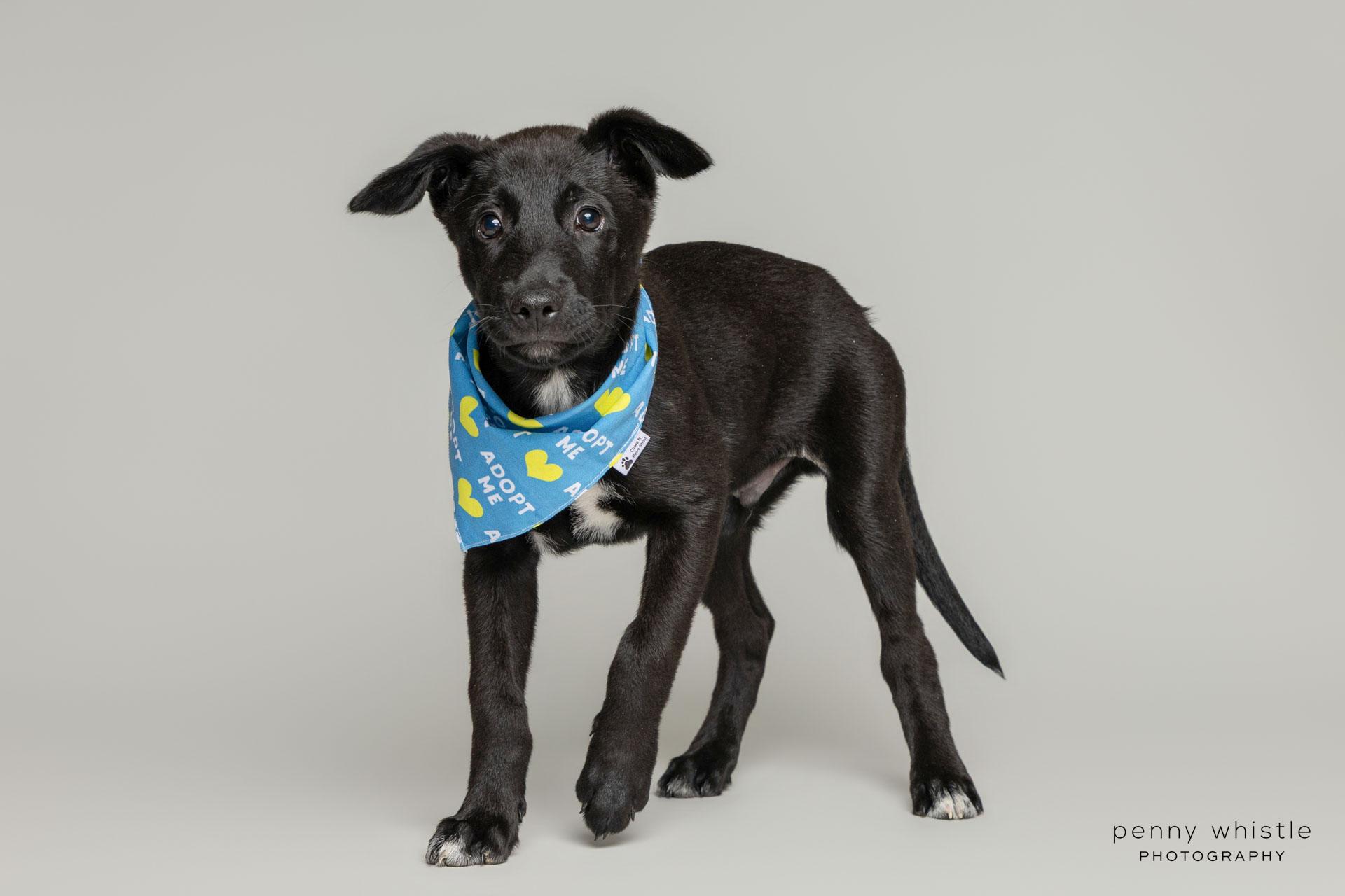 Smore, Adoptable, Puppy Male Whippet & Retriever.