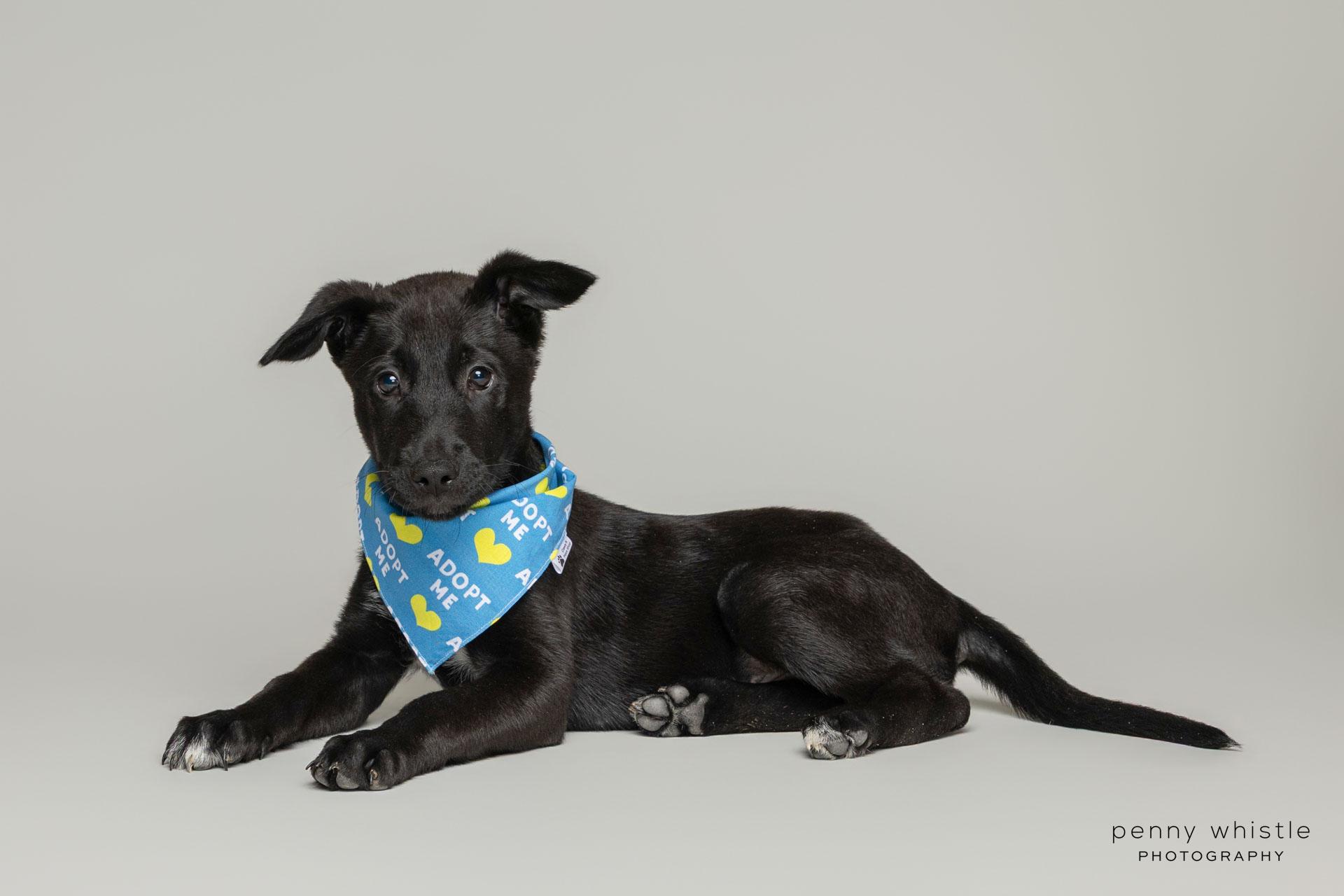Smore, a Adoptable mixed breed in Coppell, TX image 4/4